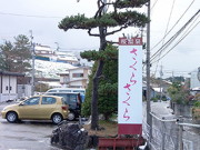 桜温泉 さくらさくら