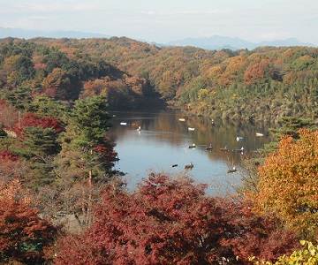 オープンデッキから望む紅葉に染まった宮沢湖