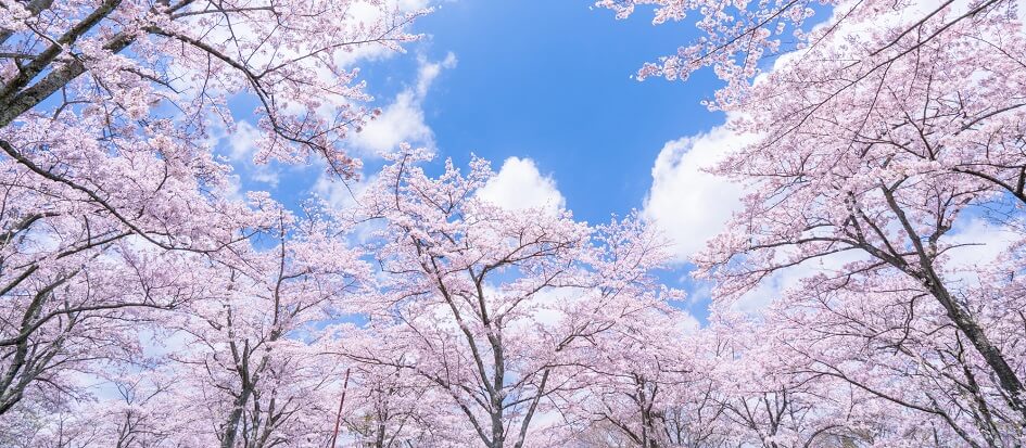 #桜
