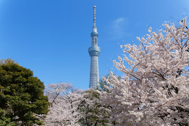 【温泉と花見を楽しもう】東京の桜スポット近くの温泉・スパ・銭湯5選