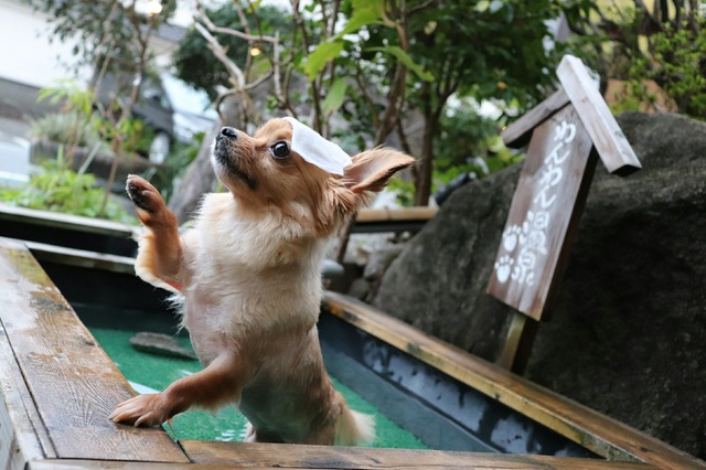 飼い犬と泊まれる温泉は？都内からアクセス2時間以内のペット歓迎温泉施設まとめ