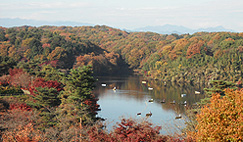 �D������ ���y�̗�