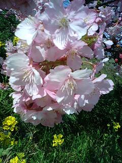 桜＆菜の花
