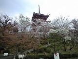 京都桜見物に前泊