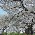 権現堂に桜を見に行った帰りに行きました…