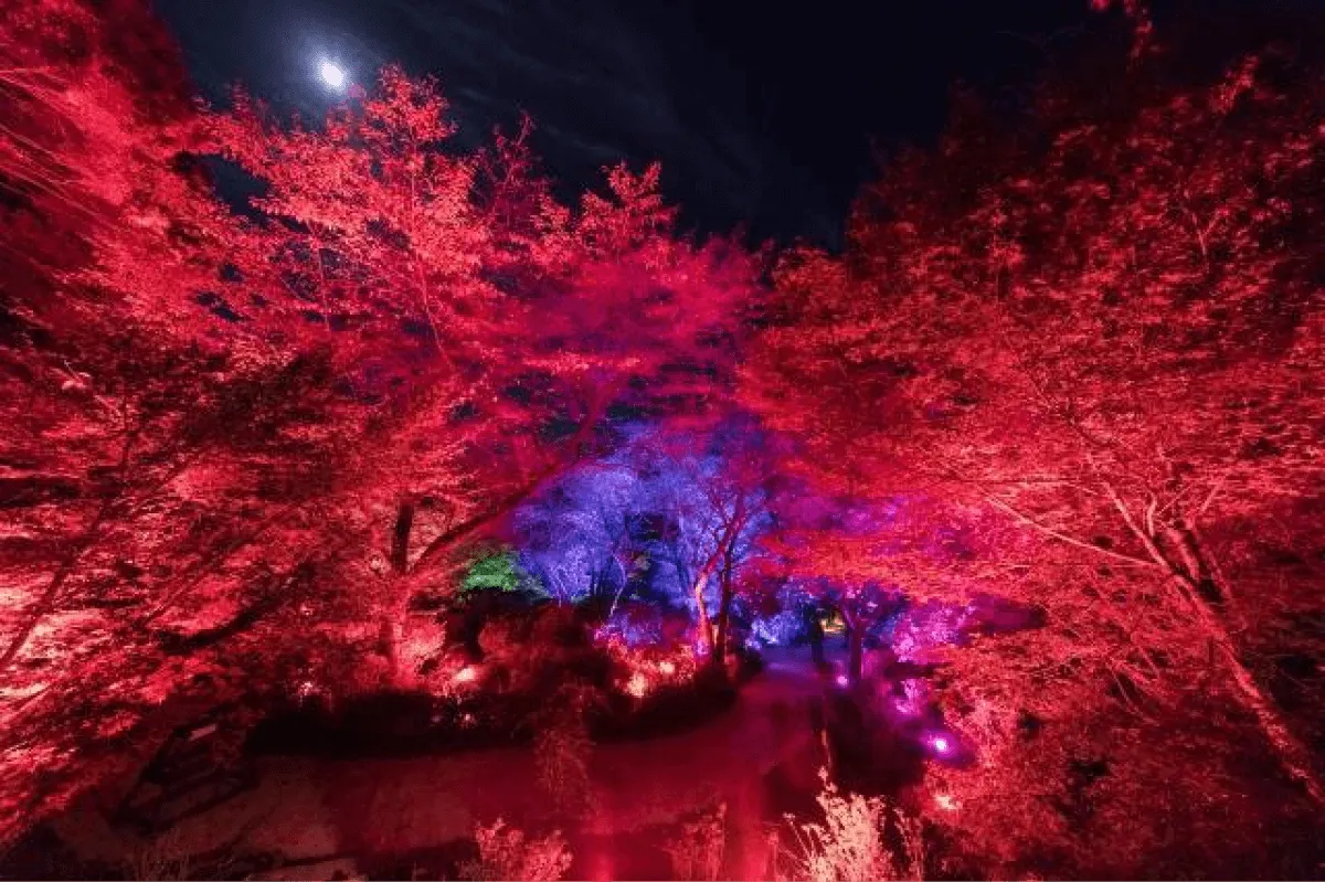 チームラボ《夏桜と夏もみじの呼応する森》の写真