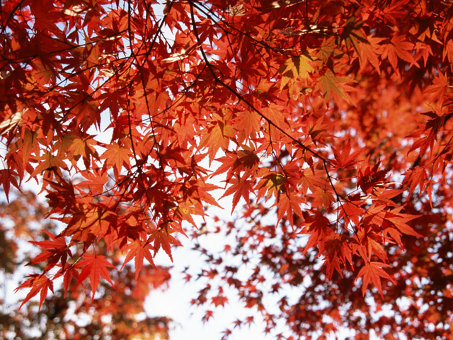 千葉県の紅葉スポット＆紅葉を見た後に立ち寄りたい温泉・スパ